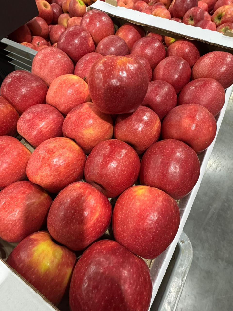 Свежие яблоки оптом.