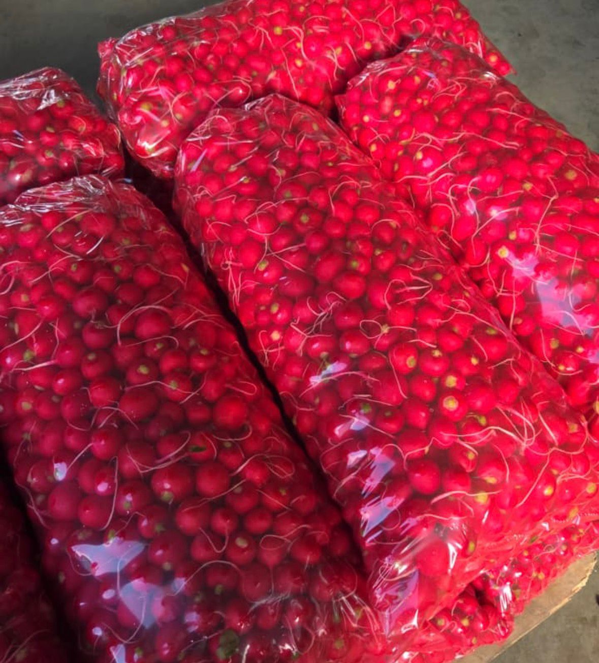 Редис оптом.