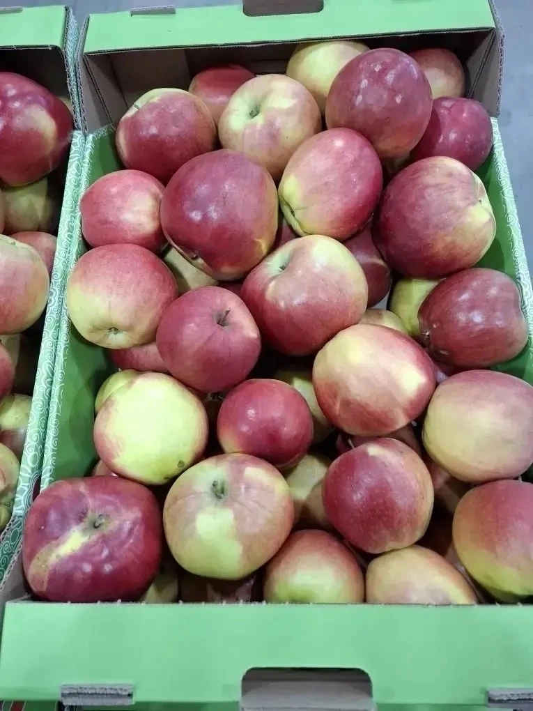 Яблоки Лигол оптом