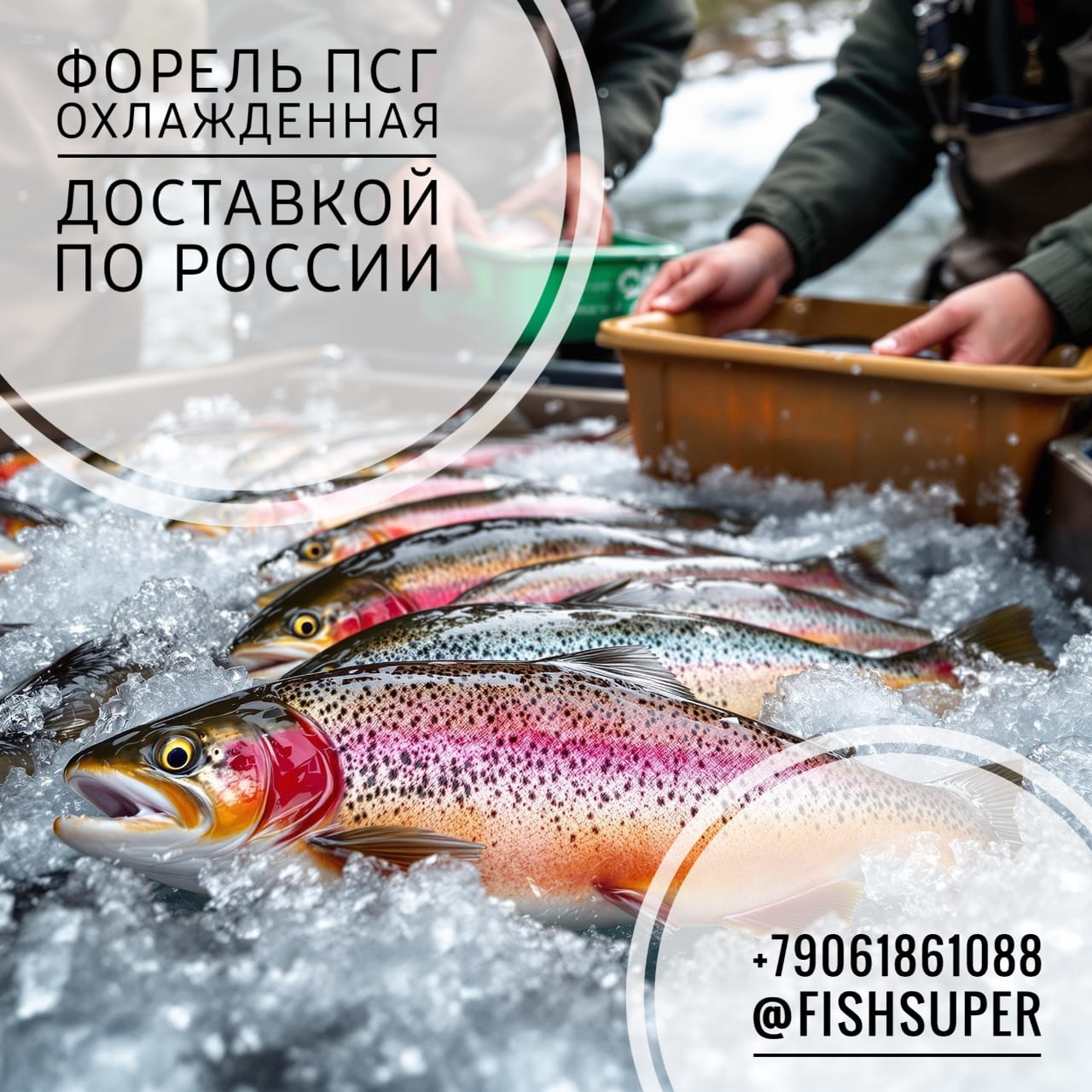 Форель ПСГ с/м