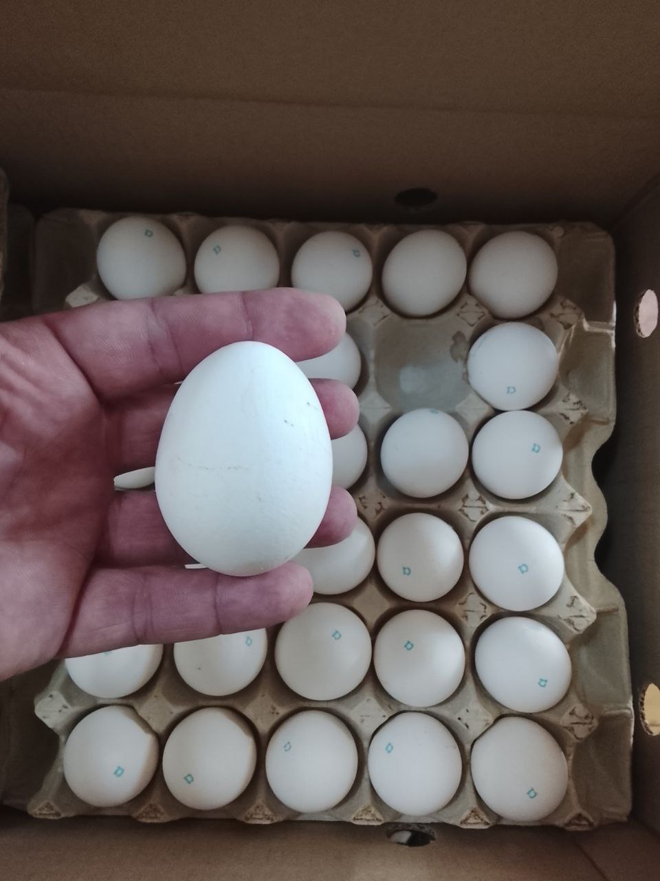 Куриное яйцо