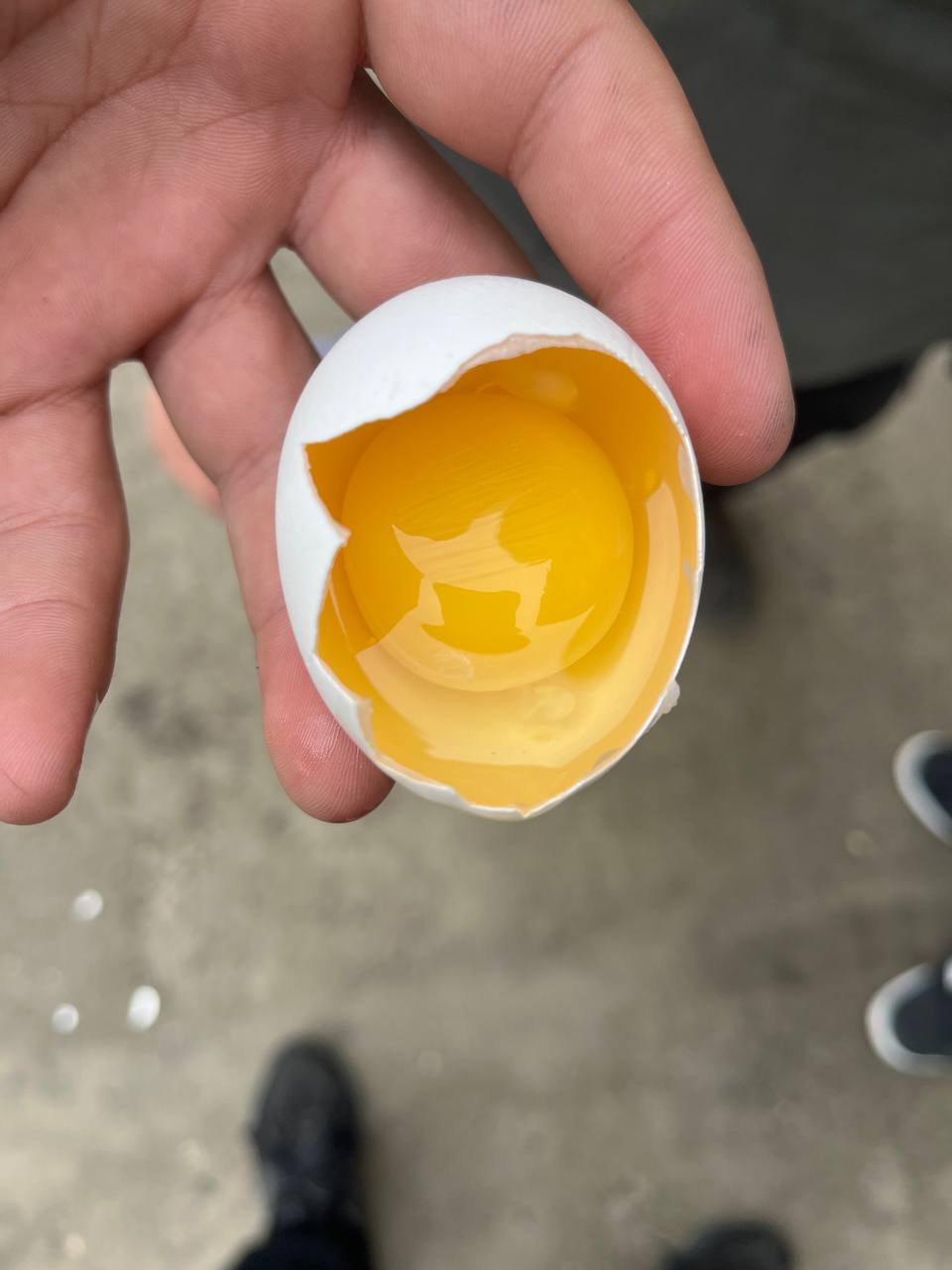 Куриное яйцо