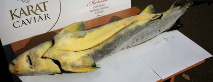 свежемороженый Осетр