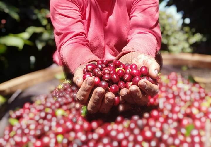 Зелёный кофе из БРАЗИЛИИ (зерно): Арабика и Робуста
