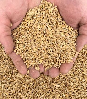 Ячмень кормовой