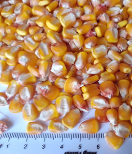 кукуруза зерно