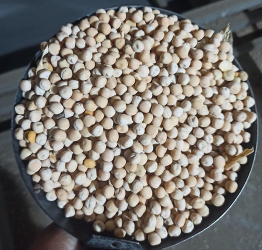 Горох продовольственный