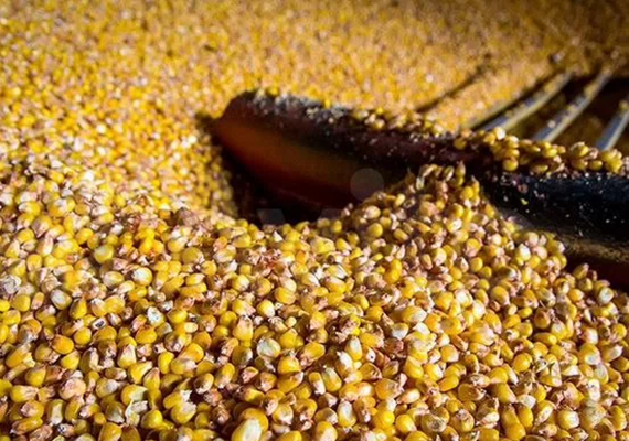 кукуруза зерно