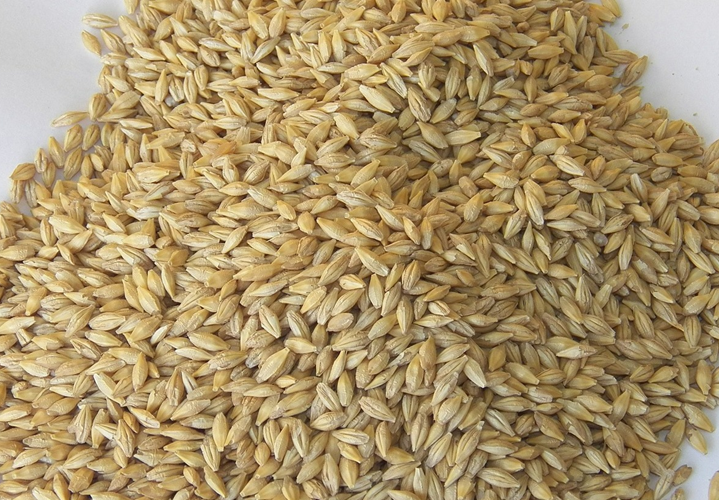 Ячмень зерно