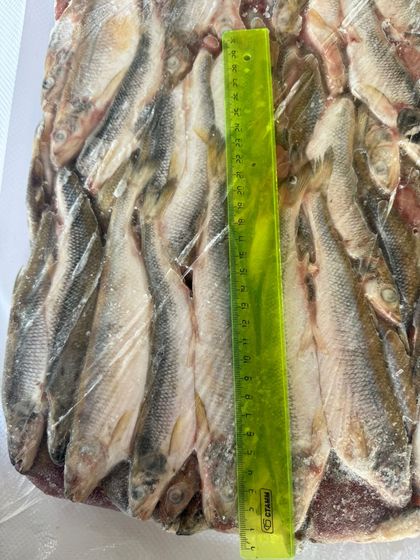 Корюшка НР азиатская зубастая 20+