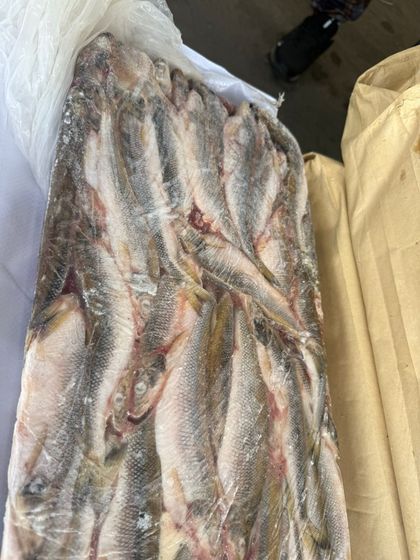 Корюшка НР азиатская зубастая 20+