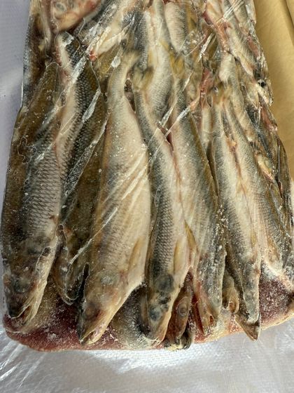 Корюшка НР азиатская зубастая 20+