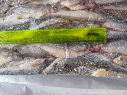 Корющка НР азиатская зубастая 17+