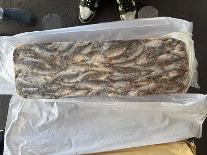 Корющка НР азиатская зубастая 17+