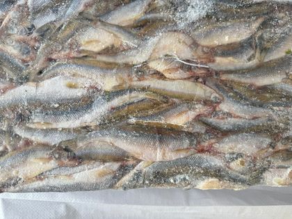 Корющка НР азиатская зубастая 17+