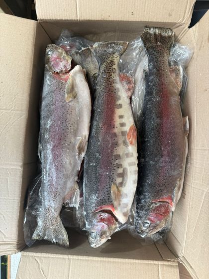 Форель ПСГ 1,5+