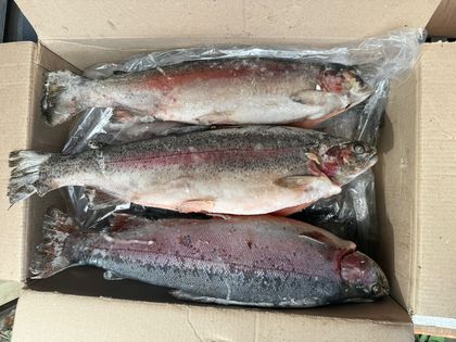 Форель ПСГ 2+