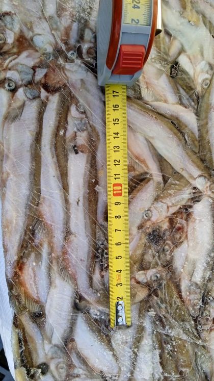 Мойва НР тихоокеанская