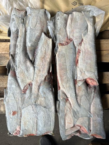 Кета ПБГ вылов 2024г