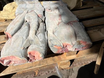 Кета ПБГ вылов 2024г