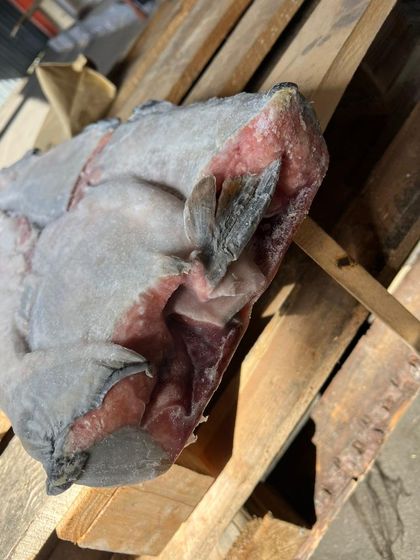 Кета ПБГ вылов 2024г