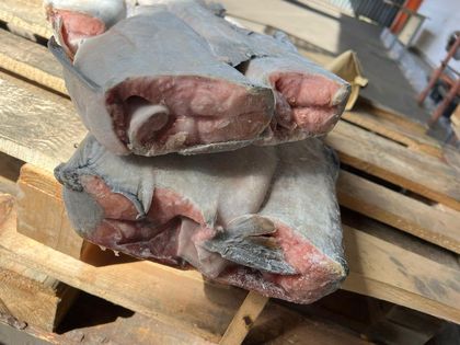 Кета ПБГ вылов 2024г