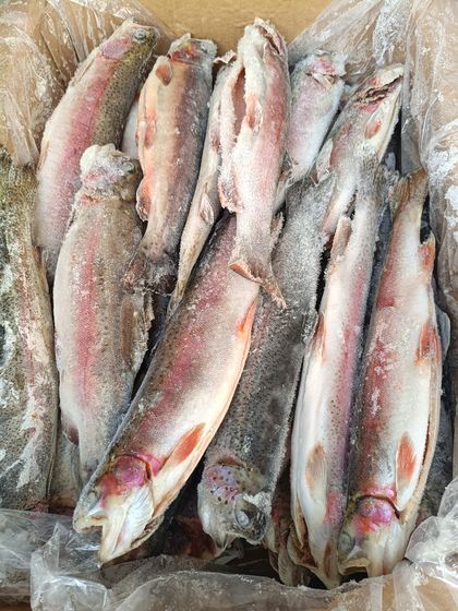 Форель Радужная ПСГ 0,4+