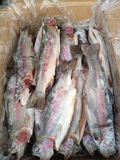 Форель радужная ПСГ 0,6+