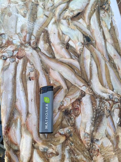 Мойва НР тихоокеанская