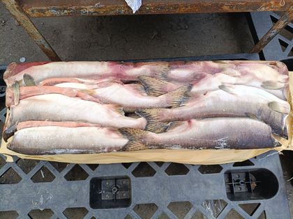 Горбуша ПБГ