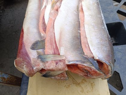 Горбуша ПБГ