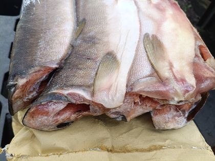 Горбуша ПБГ