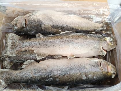 Форель Радужная ПСГ 2,5+