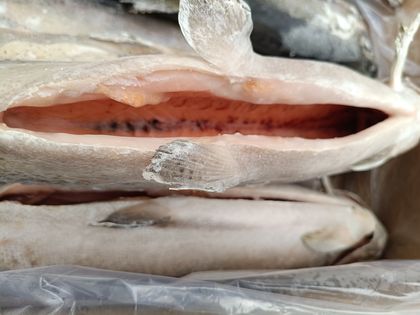 Форель Радужная ПСГ 2,5+