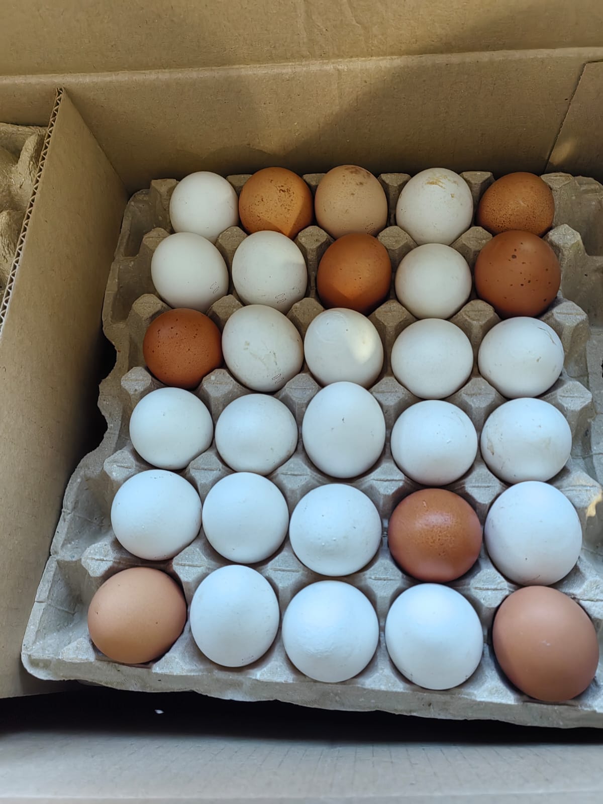 Яйцо столовое пищевое от производителя