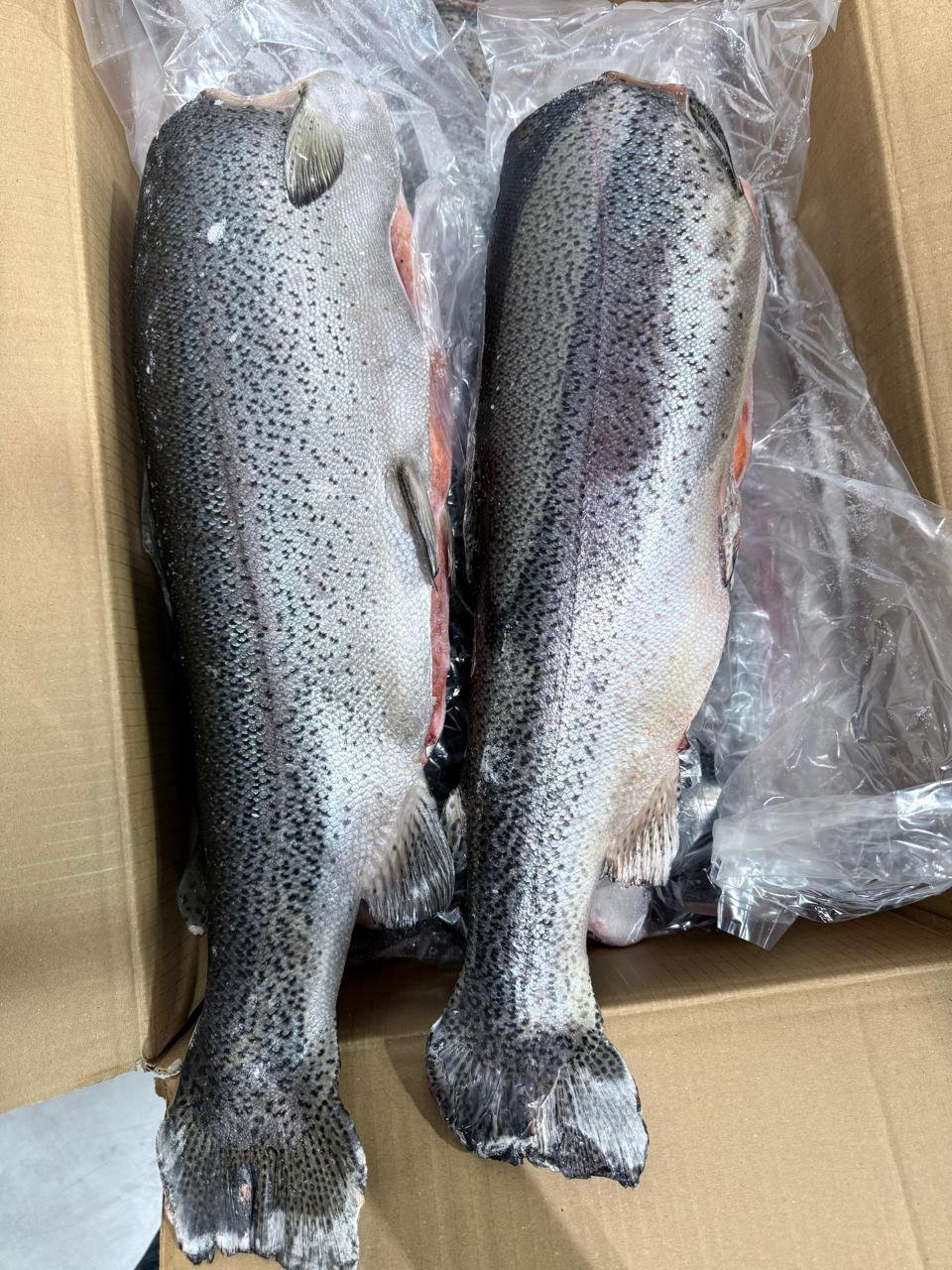 Форель ПБГ, С/М