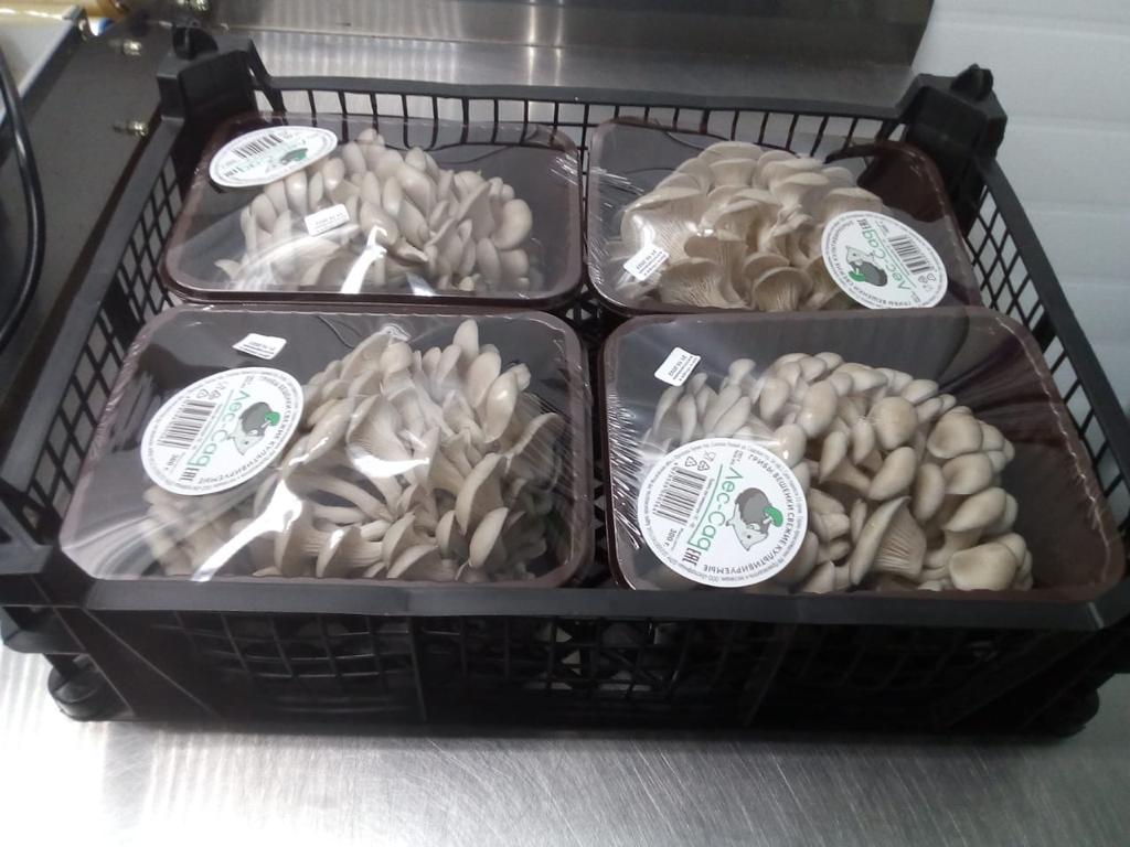 Грибы Вешенки свежие культивируемые