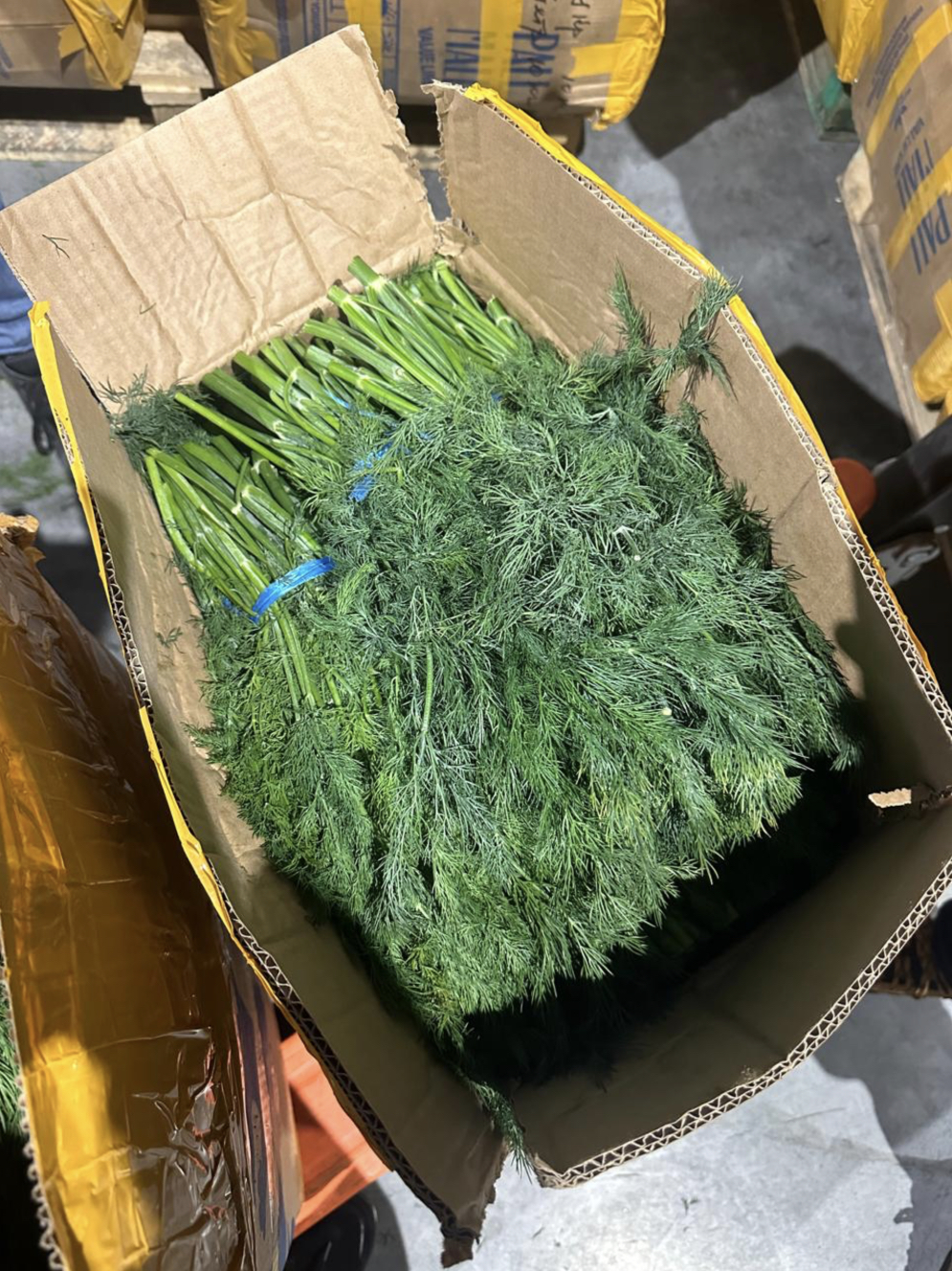 Укроп свежий