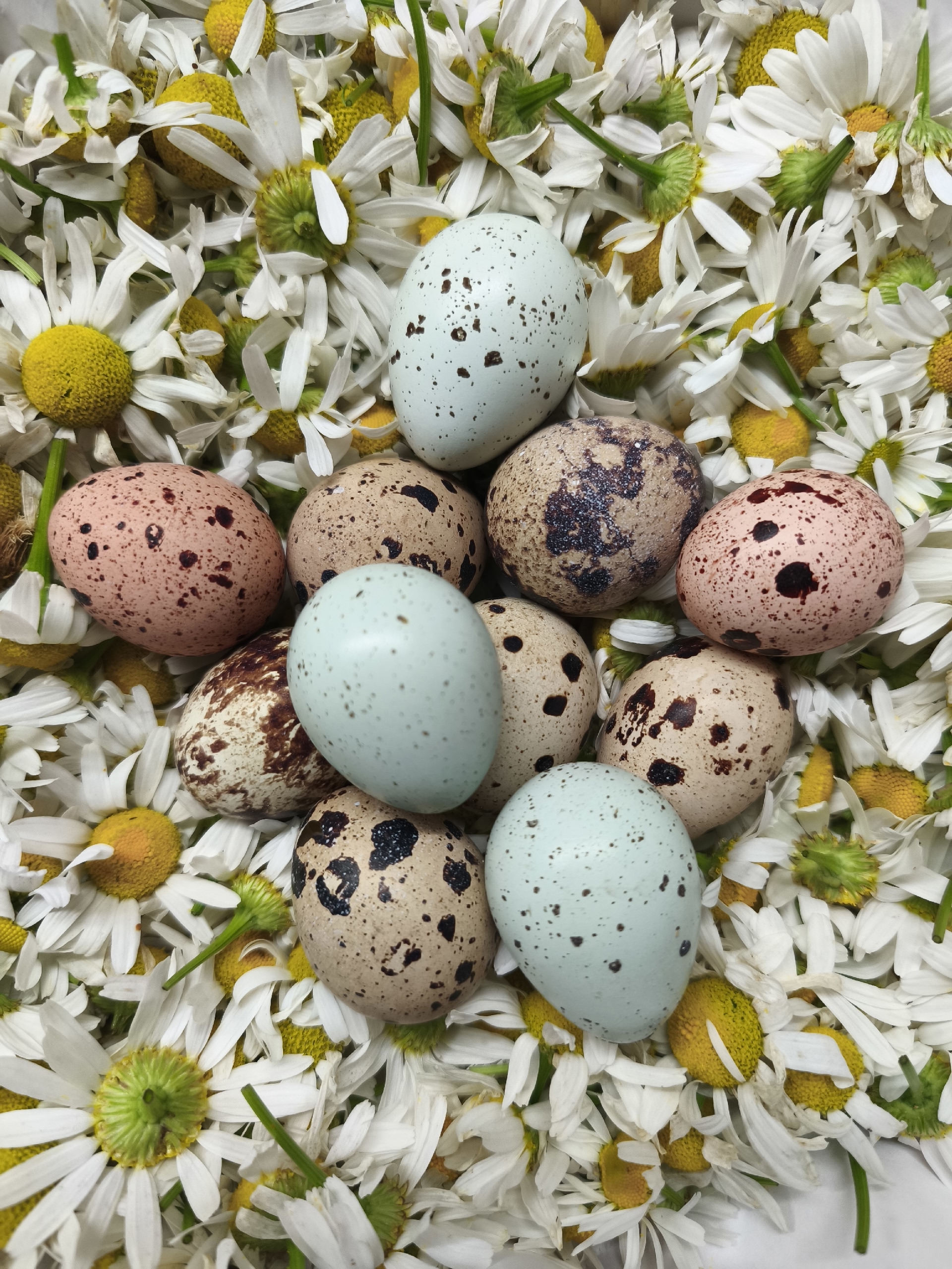 Яйцо перепелиное