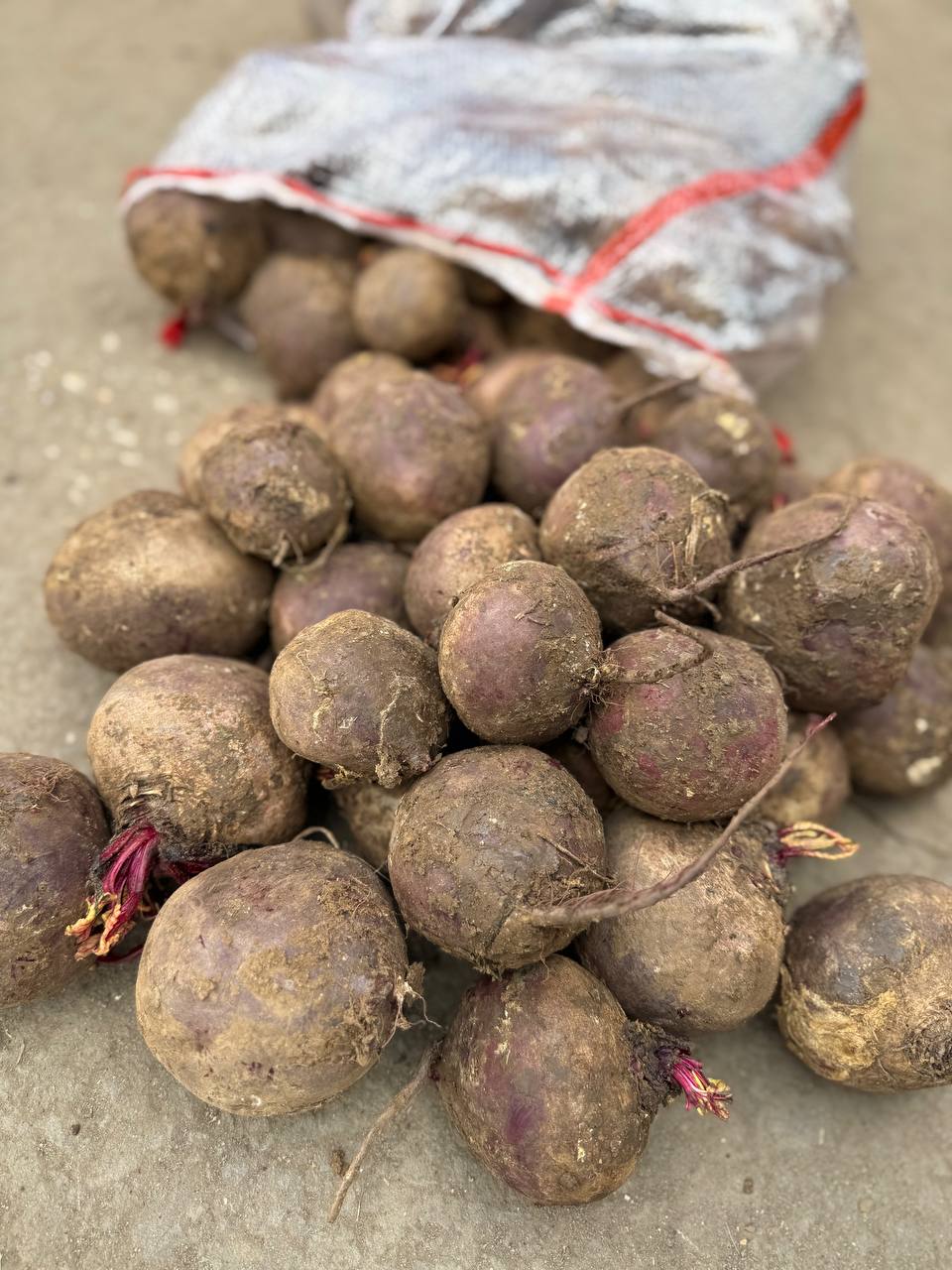 Свекла столовая оптом (от 10 руб/кг)