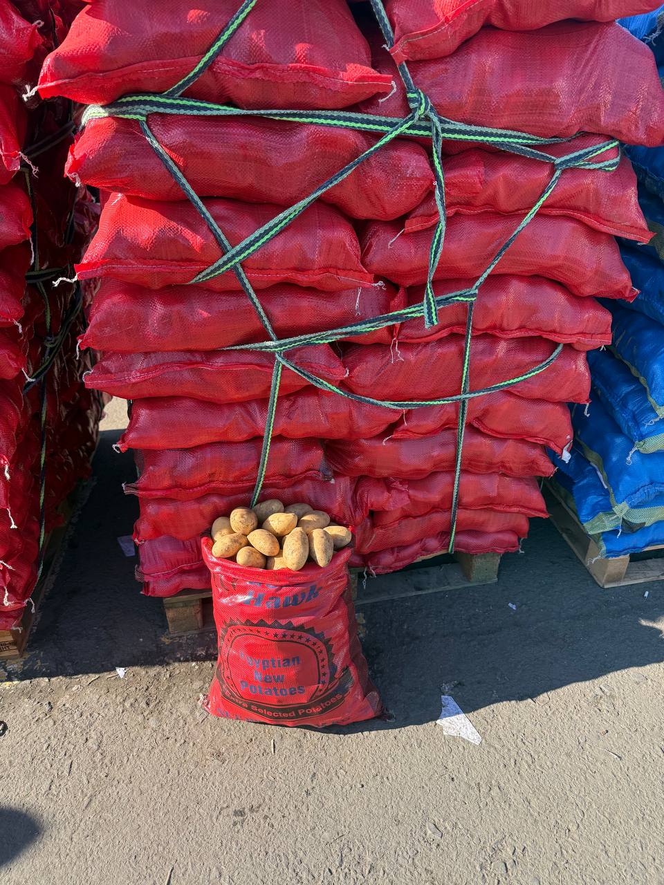 Картофель Египет сорт Спунта оптом