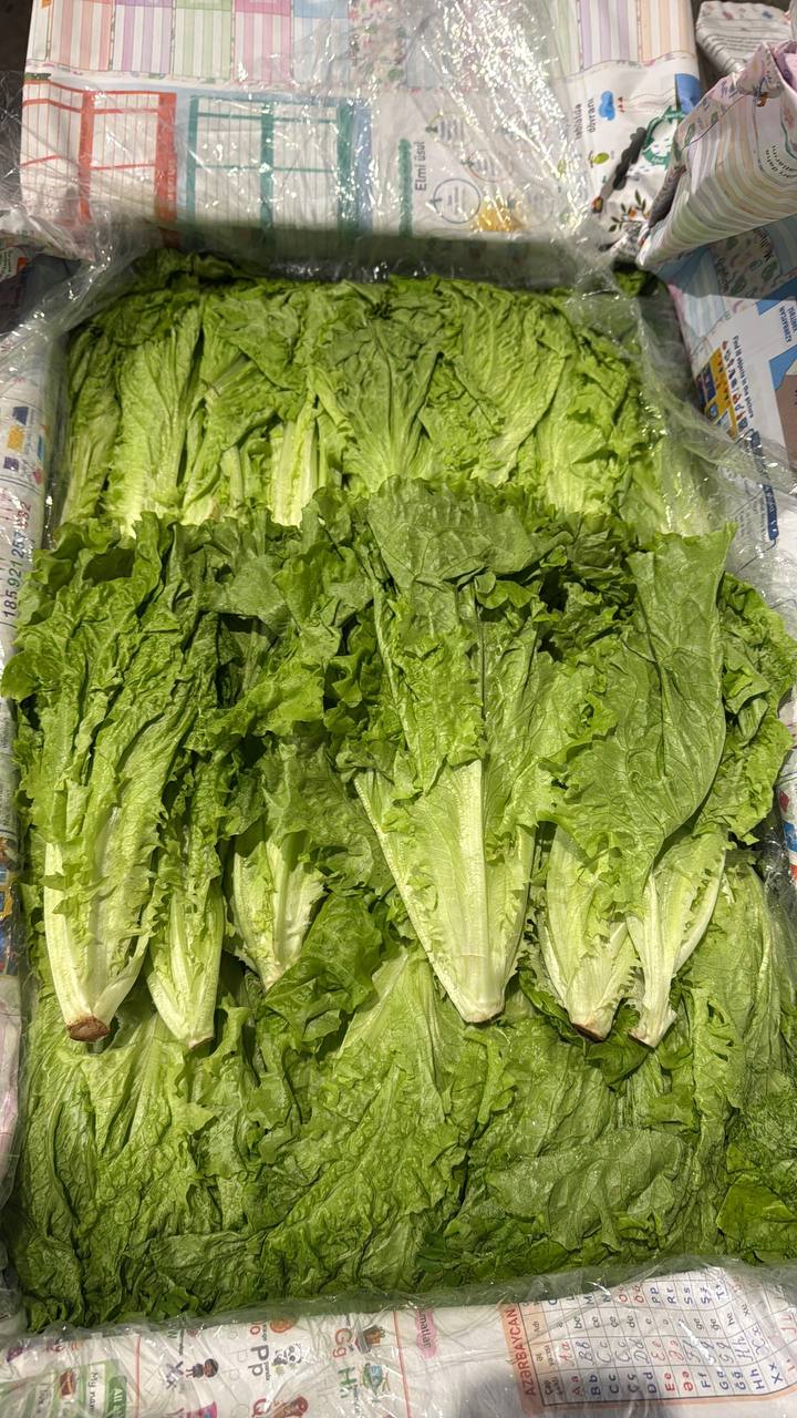 Листовые салаты и витринная зелень для ресторанов оптом