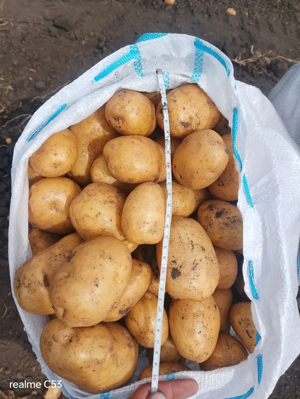 Картофель