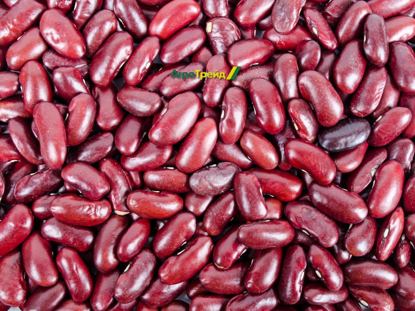 Фасоль красная весовая, Киргизия, 50 кг