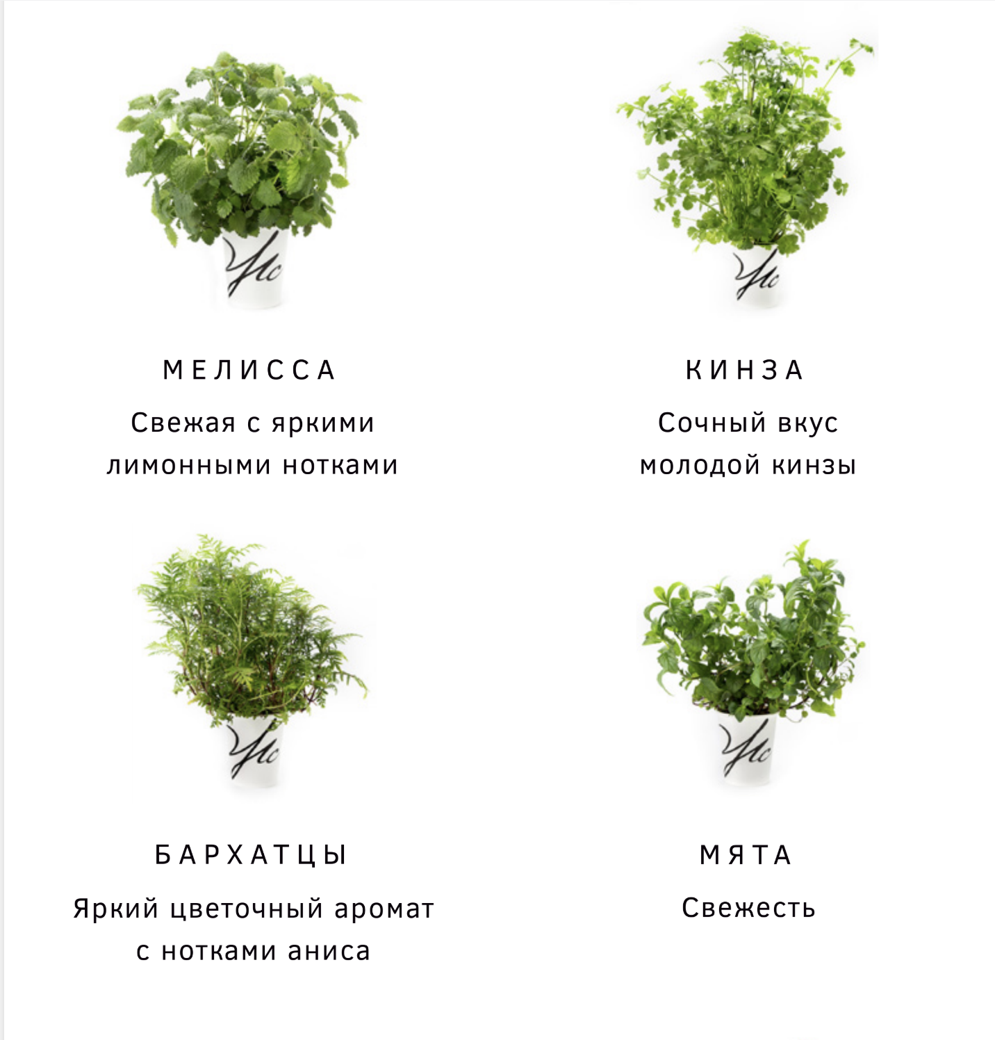 Пряные травы, зелень и микрозелень в горшках для ресторанов и HoReCa — базилик, мята, кинза, розмарин, тимьян